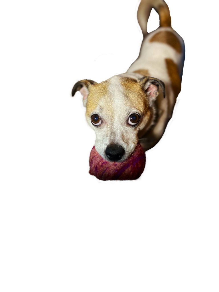 A small dog with short, smooth white and tan fur and big, soulful brown eyes looks up directly at the camera while holding a deep magenta wool dryer ball in his mouth. The background is stark white, making the dog — and the ball — the clear focal point. His expression is a mix of mischief and affection, with ears slightly perked and tail curved in motion, giving the impression of an eager, playful offering.