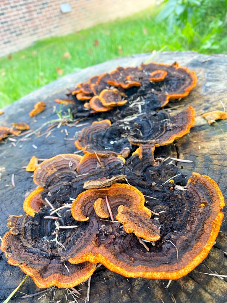 A vibrant patch of bracket fungus fans out across the top of an old, weathered tree stump. The fungi are ringed in vivid orange, transitioning into rich dark brown centers with velvety textures. Thin pine needles and dried twigs rest lightly on the surface, adding detail. In the background, there’s a green grassy lawn and a red brick building slightly out of focus, adding natural and human-made contrast to the organic foreground textures.