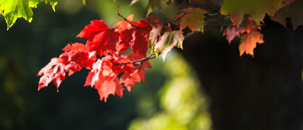 A cluster of red maple leaves on a branch, glowing against a background of green foliage, signaling the start of autumn.